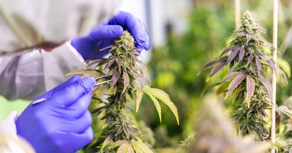 מחקר מחקר CBD